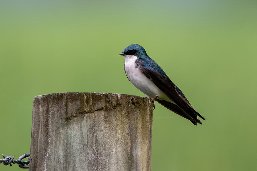 Swallow Photograph - Tree Swallow on a post by Candice Lowther