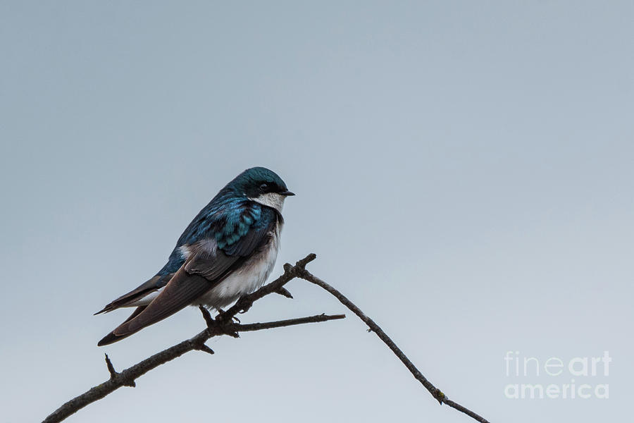 Spring Photograph - Tree Swallow on Bent Twig by Nancy Gleason