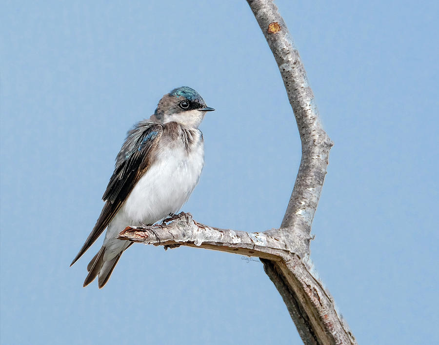 Bird Photograph - Tree Swallow on Branch by Betty Denise