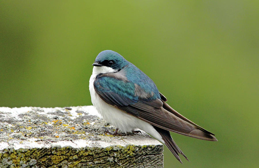 Swallow Photograph - Tree Swallow On Wood by Debbie Oppermann