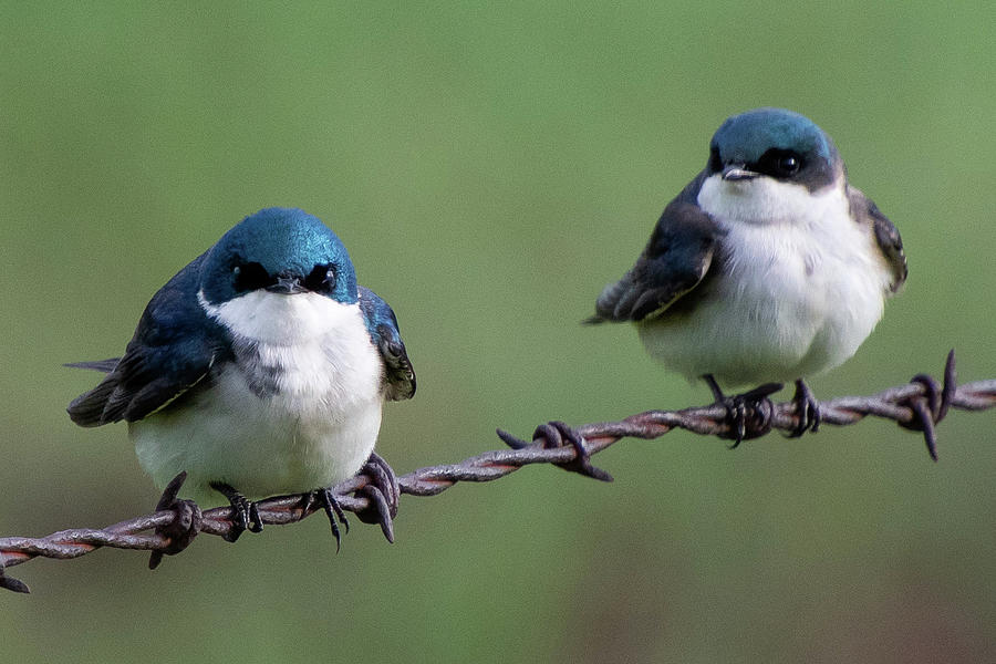 Tree Swallow Pair Photograph by Cascade Colors