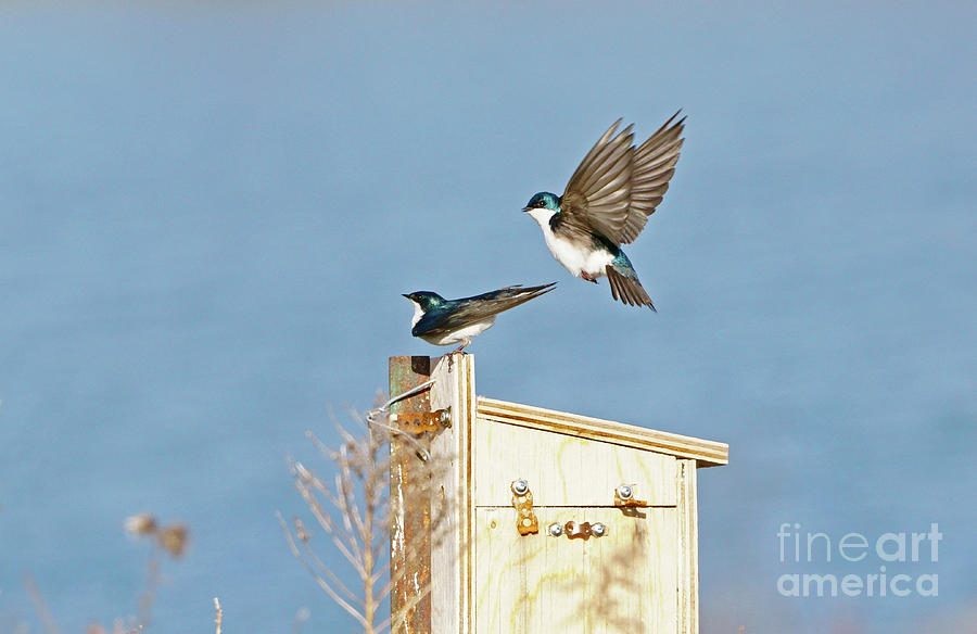 Tree Swallow Pair Photograph by Charline Xia