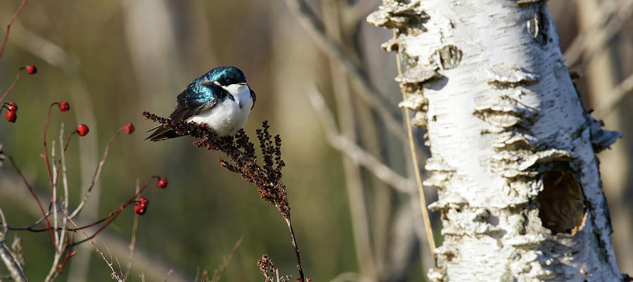 Tree Swallow PANO Photograph by Brook Burling
