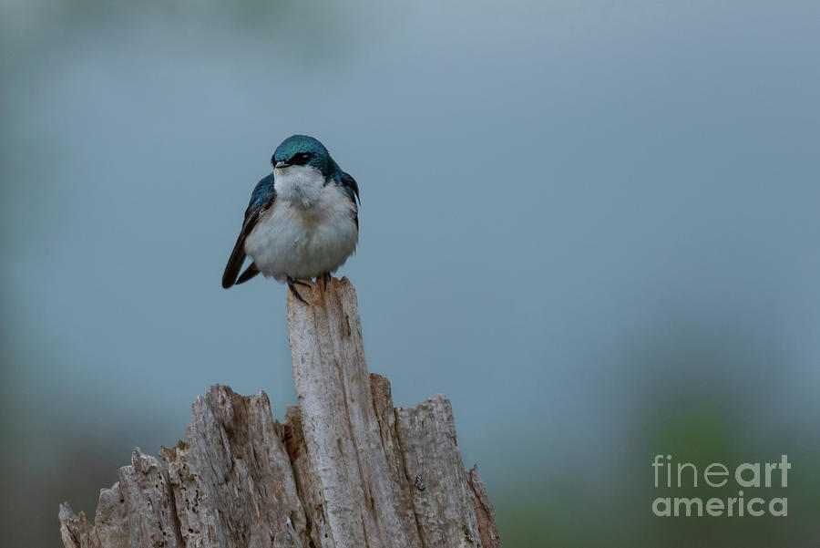Spring Photograph - Tree Swallow Perched on Old Wood by Nancy Gleason