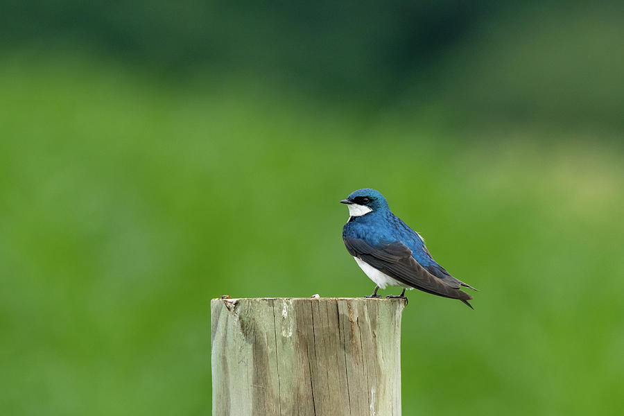 Tree Swallow Perched Photograph by Rose Guinther
