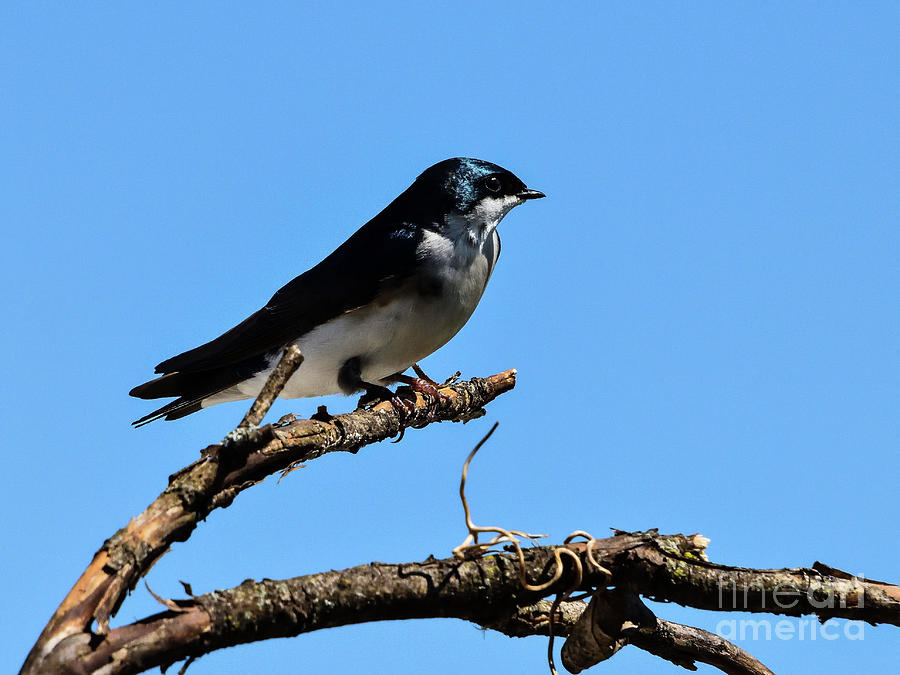 Tree Swallow Returns From Winter Migration Photograph by Cindy Treger