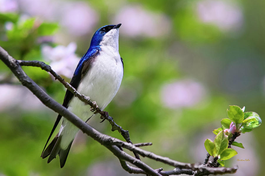 Tree Swallow Songbird Photograph by Christina Rollo
