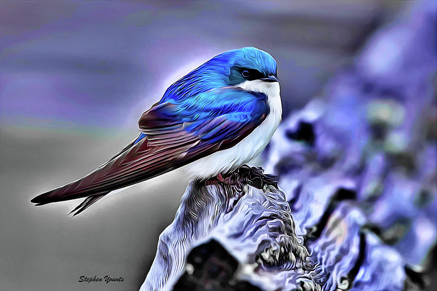 Bird Digital Art - Tree Swallow by Stephen Younts