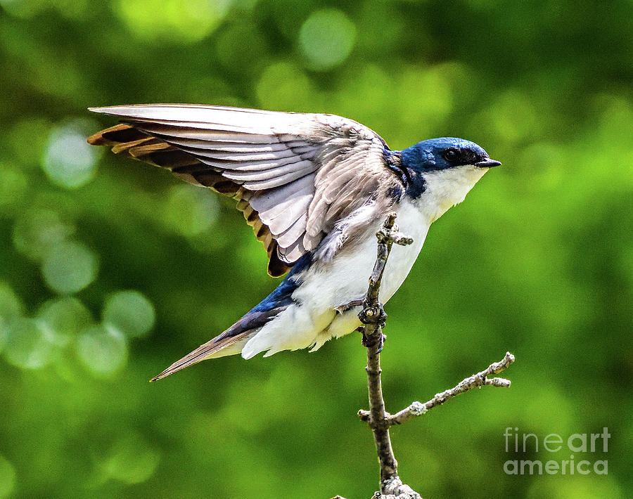 Tree Swallow Stretching Photograph