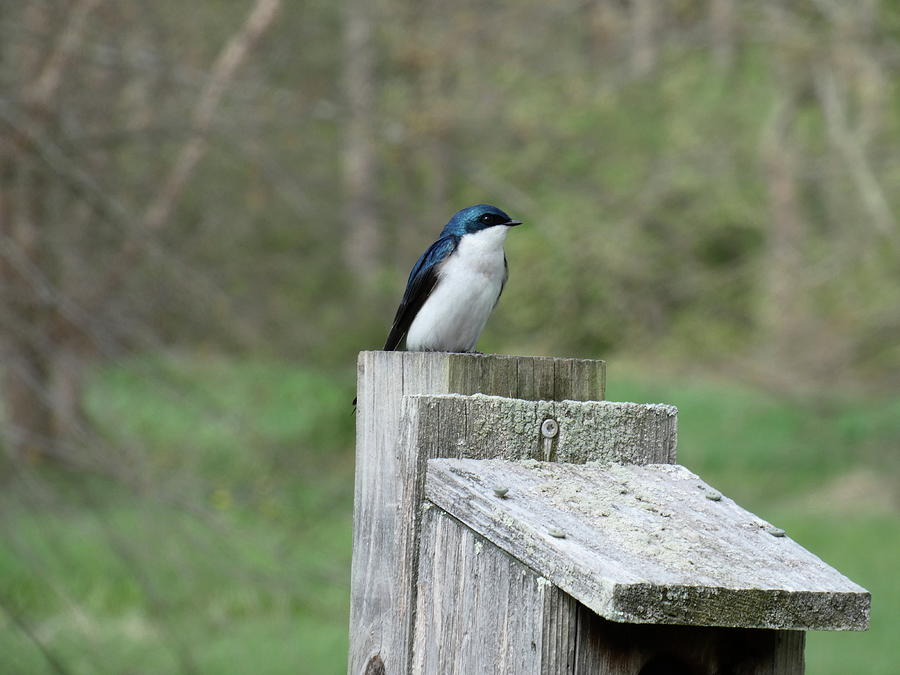 Tree swallow Stroud Preserve West Chester Pa Photograph by Gerald Salamone
