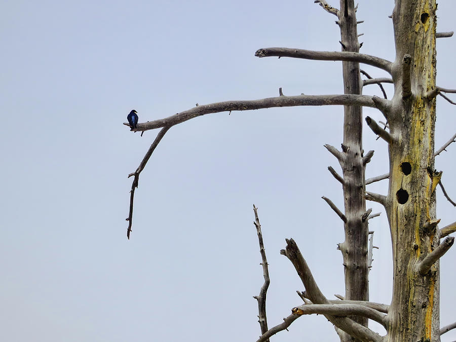 Tree Swallow with Lodgepole Pines Photograph by Rachel Morrison
