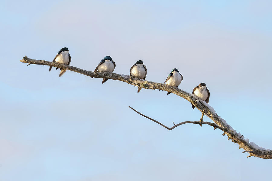 Tree Swallows Photograph by Brook Burling