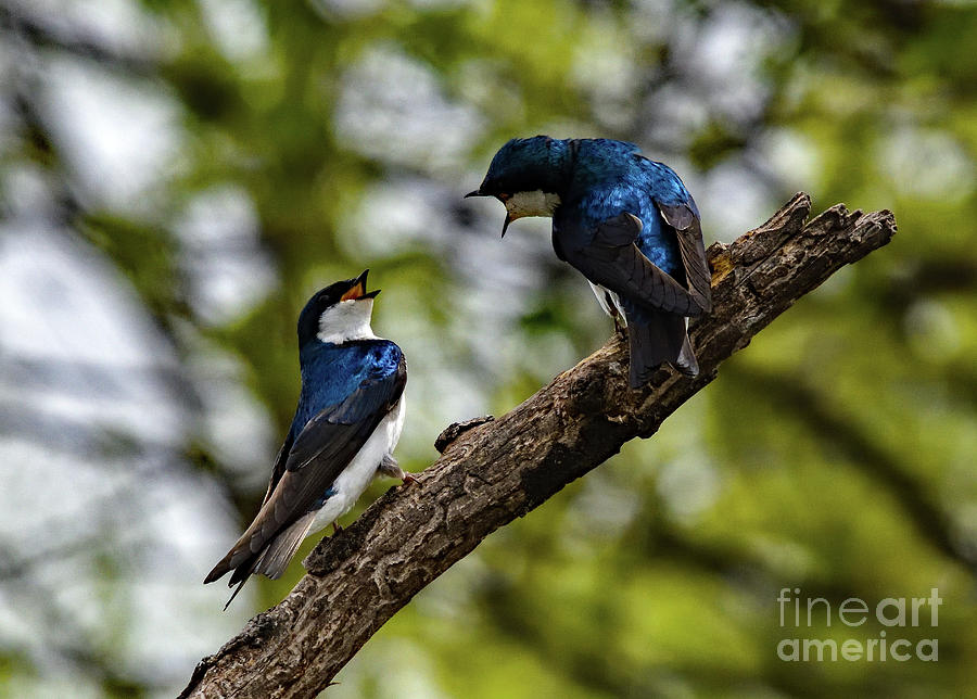 Tree Swallows Having A Heated Conversation Photograph