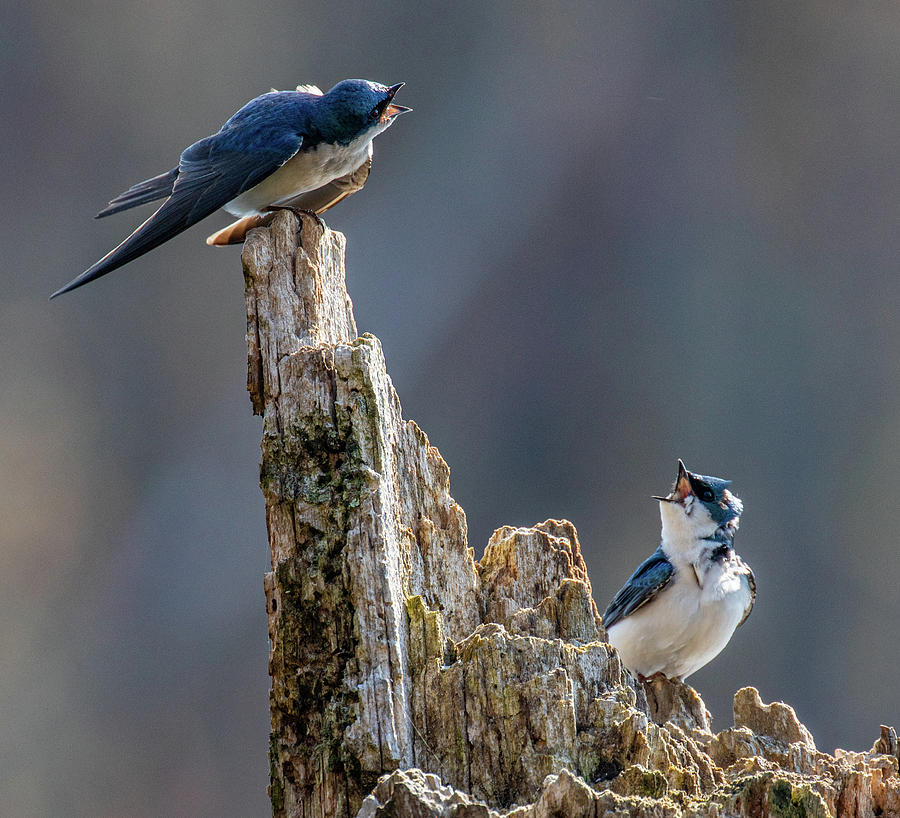 Tree Swallows Photograph by Jim Gillen