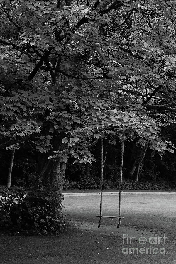 Tree Photograph - Tree Swing Oakfield Park bw by Eddie Barron