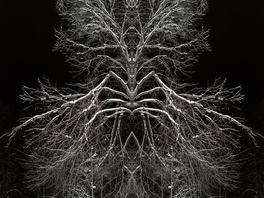 Tree Symmetry in Coffee Colour Photograph by John Williams