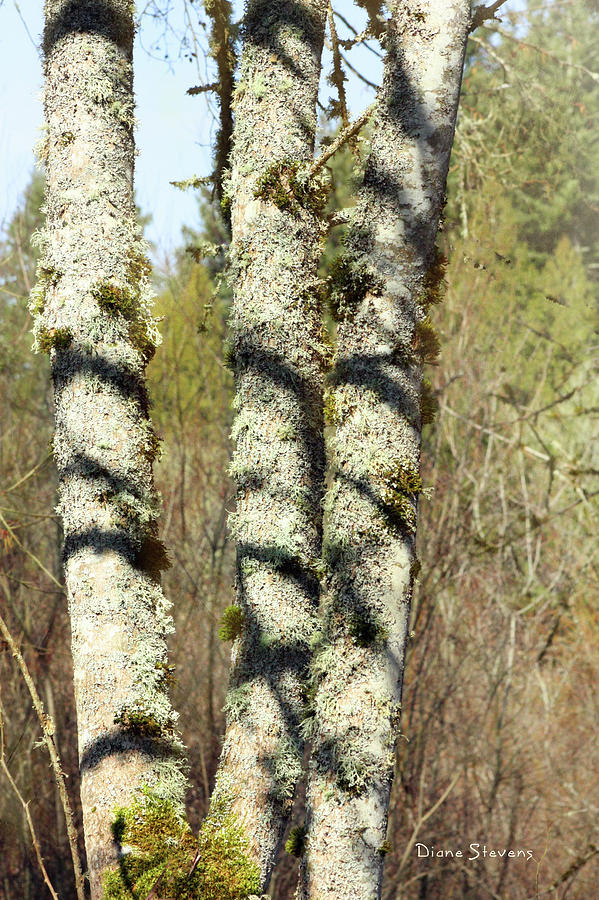 Tree Texture Photograph by Diane Stevens - Fine Art America