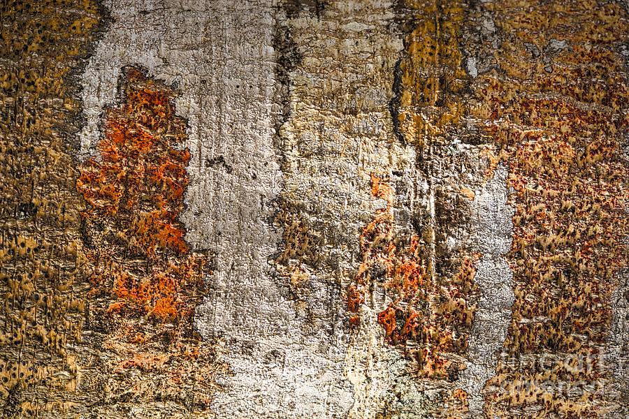 Tree Textures 1 Photograph by Mel Steinhauer