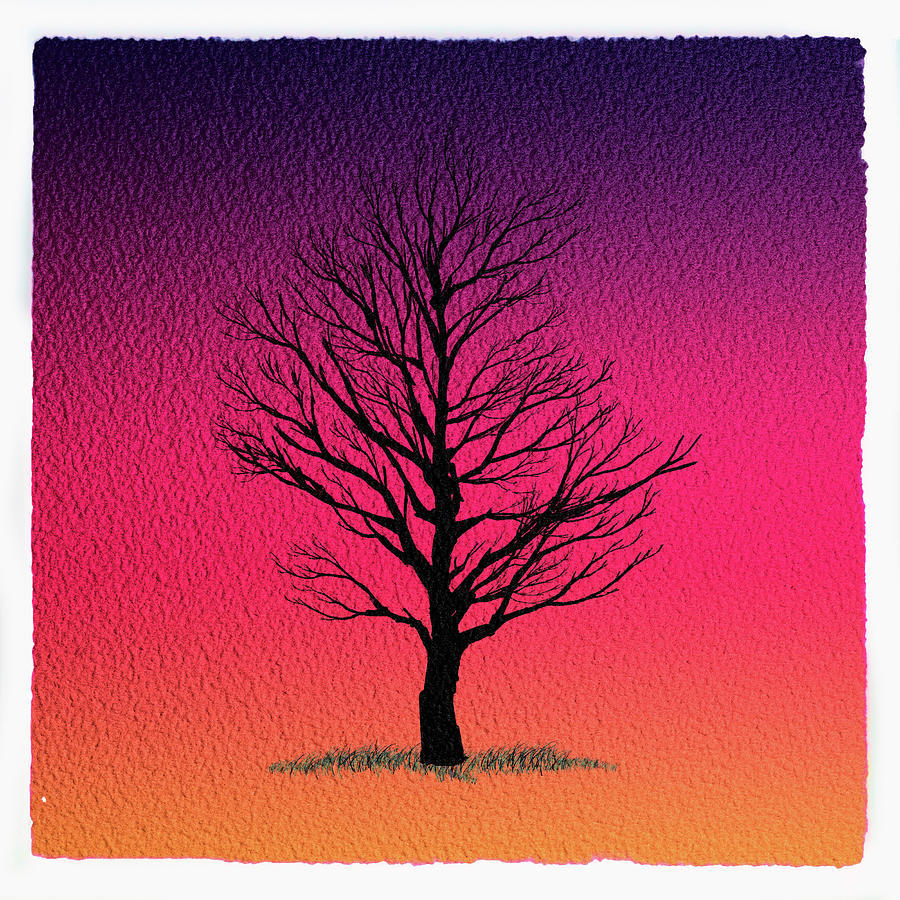 Tree time Digital Art by Roger Lighterness