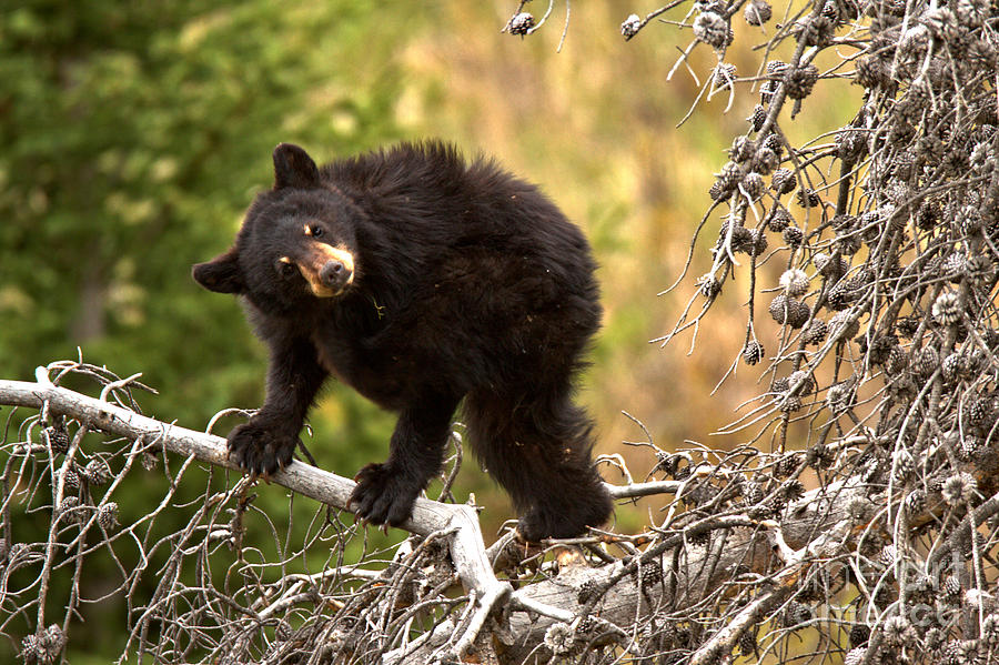 Tree Top Bear Dance Photograph by Adam Jewell