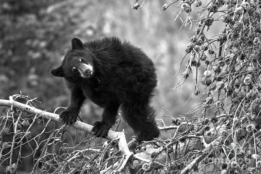 Tree Top Bear Dance Black And White Photograph by Adam Jewell
