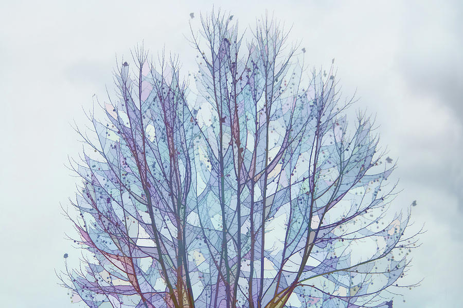 Tree Top Beauty Digital Art by Terry Davis