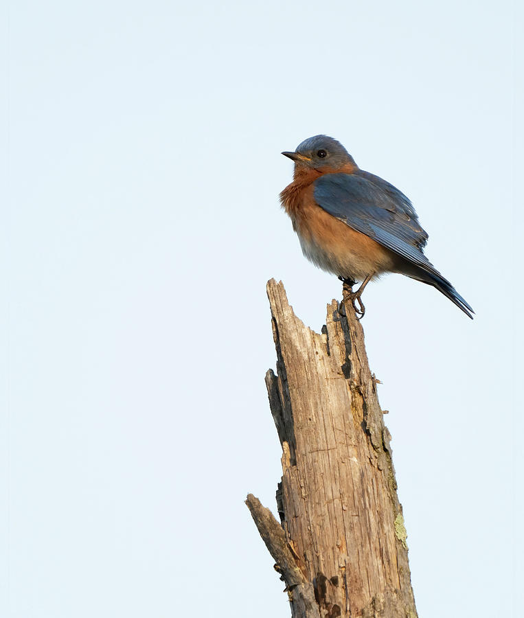 Tree Top Bluebird Male Photograph