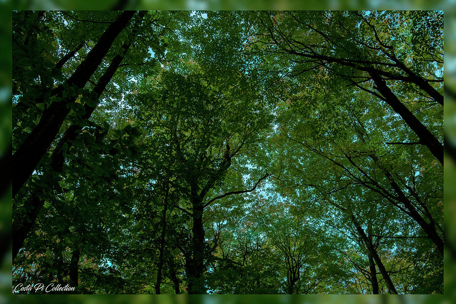 tree Top Canopy Photograph by Costa Pi - Pixels