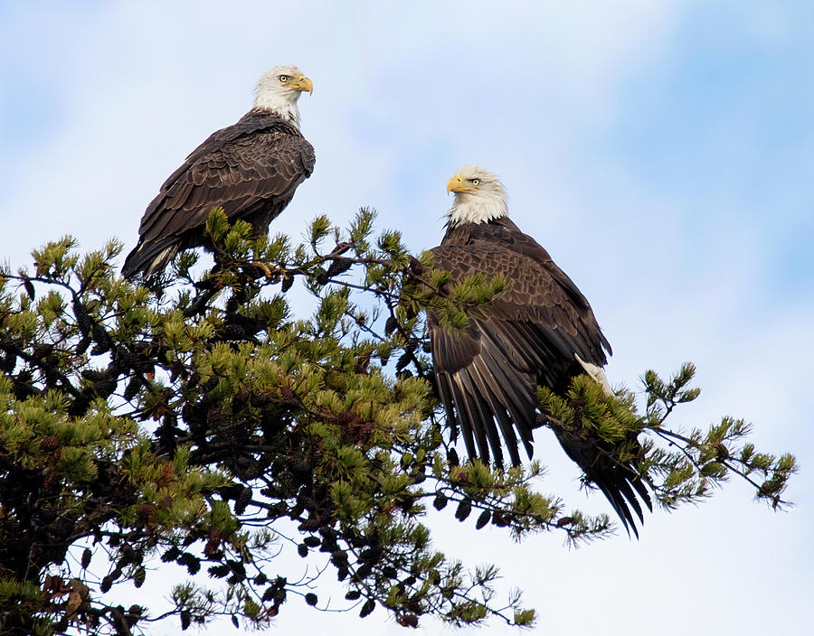 Tree Top Eagles Photograph by Art Cole