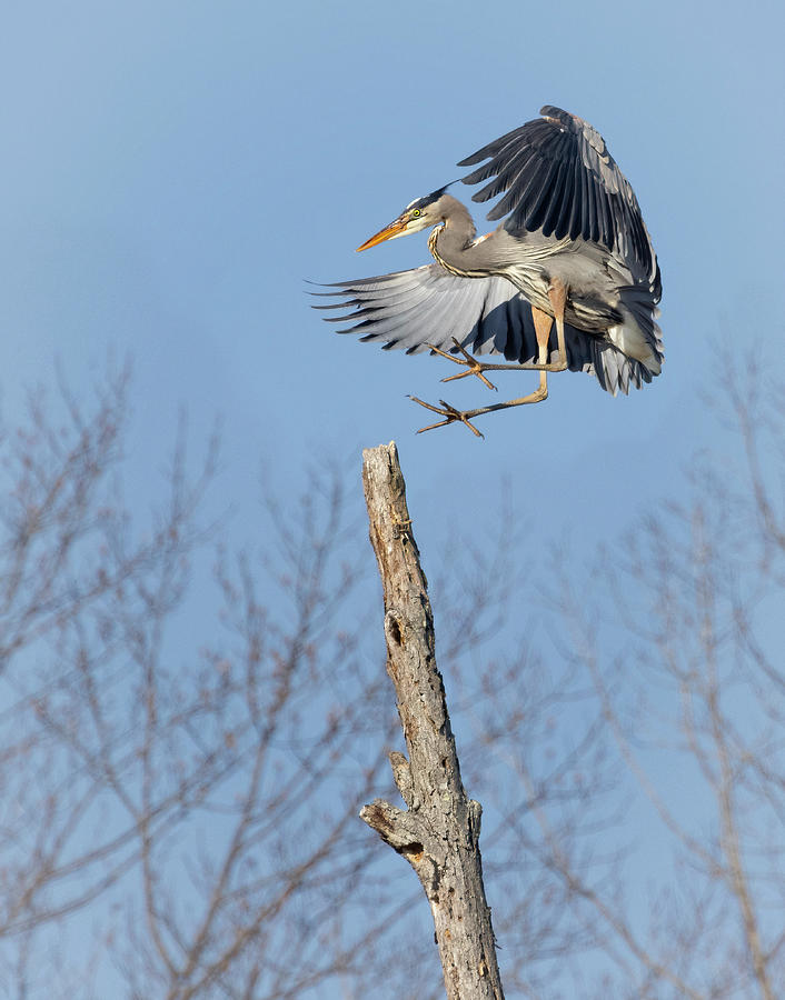 Tree Top Landing Photograph by Art Cole