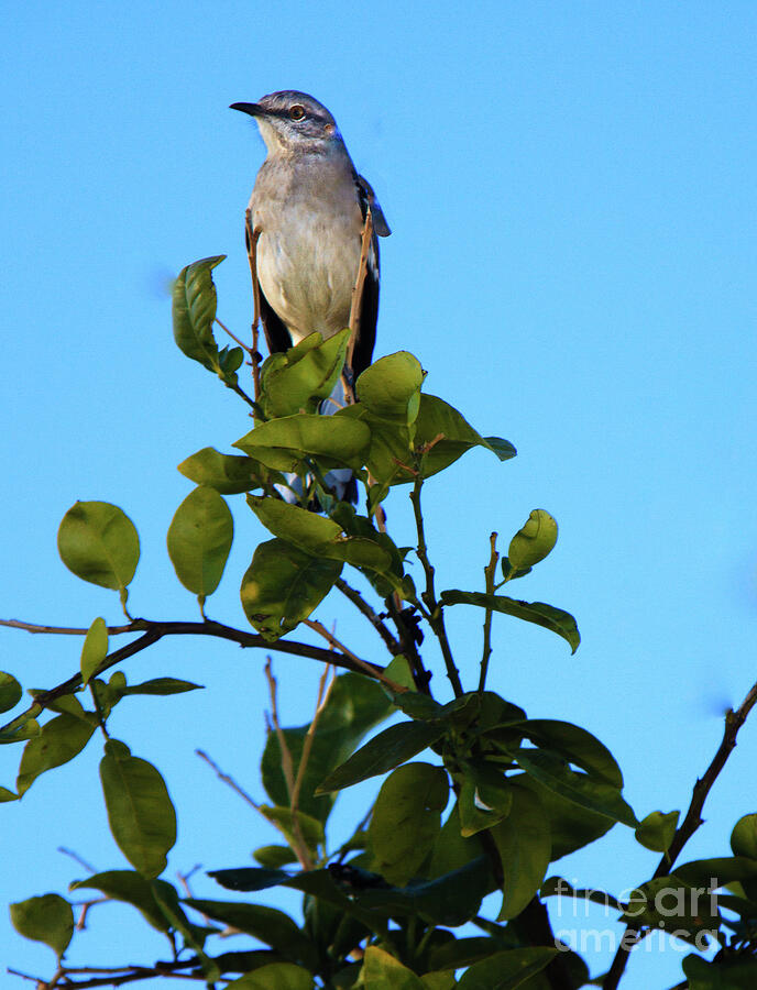 Bird Photograph - Tree Top Mocking Bird  by Robert Bales