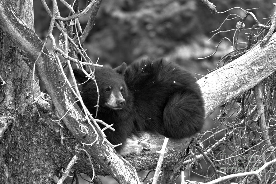 Tree Top Snoozer Black And White Photograph by Adam Jewell