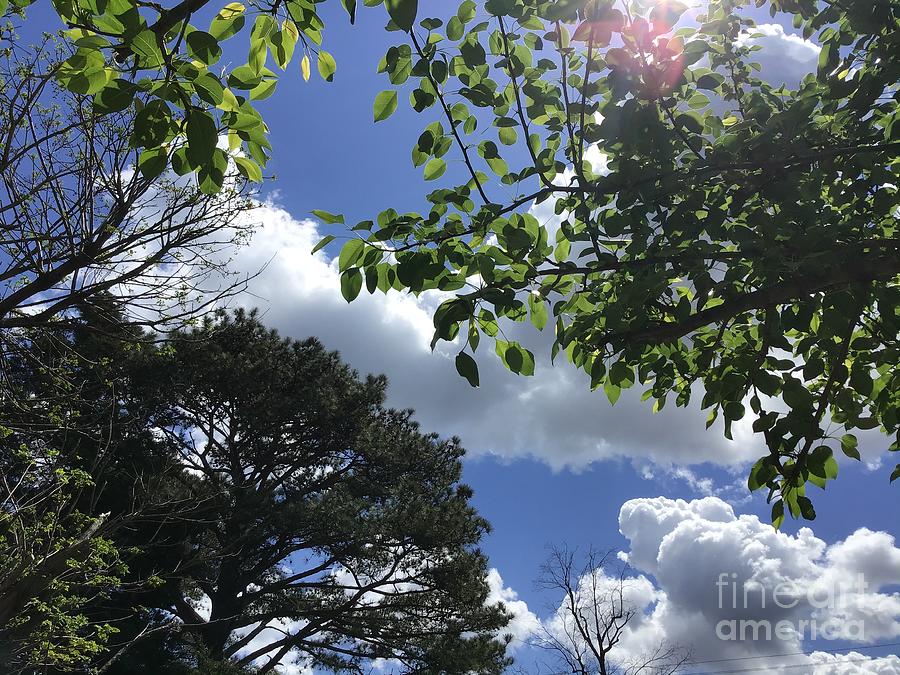 Tree Tops and Cloud Mix  Two Photograph by Catherine Wilson