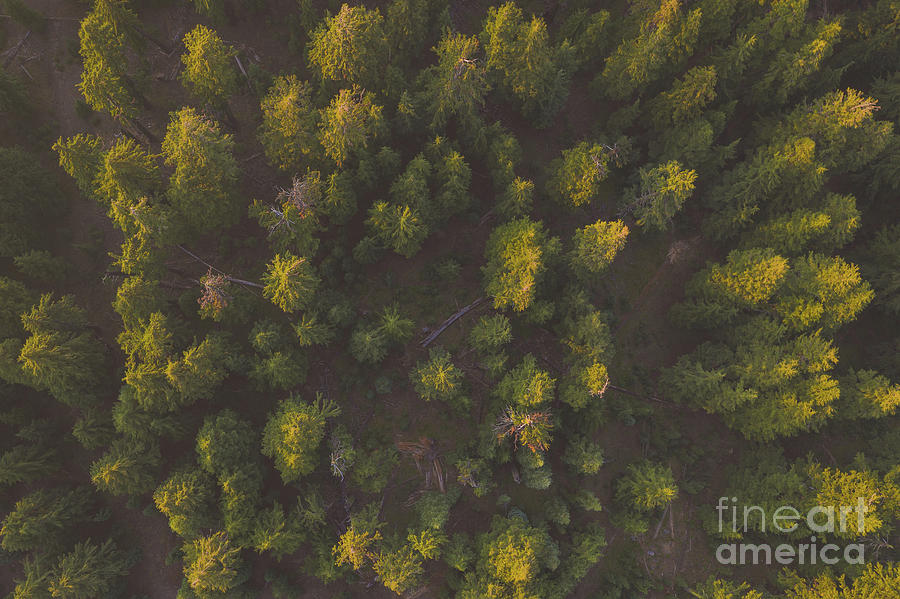 Tree Tops  From Above  Photograph by Michael Ver Sprill