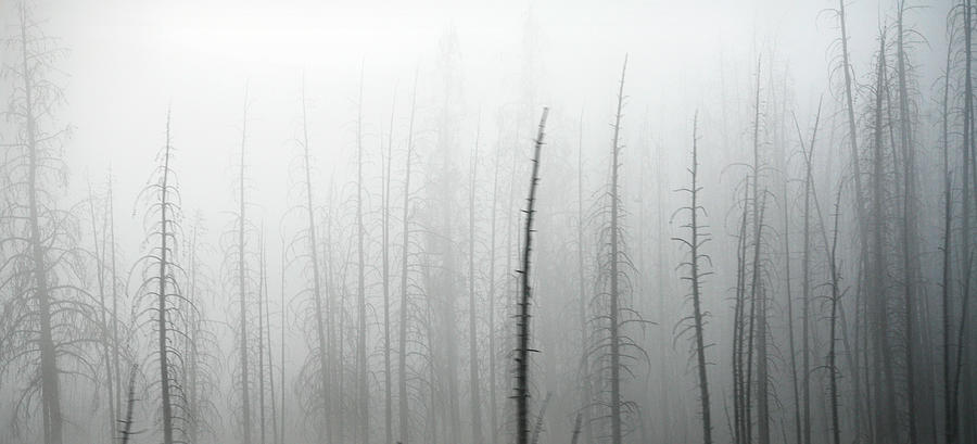 Tree Tops In Fog Photograph