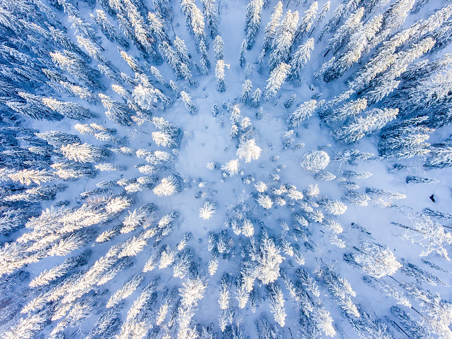 Tree tops seen from above in the winter Photograph by Baac3nes
