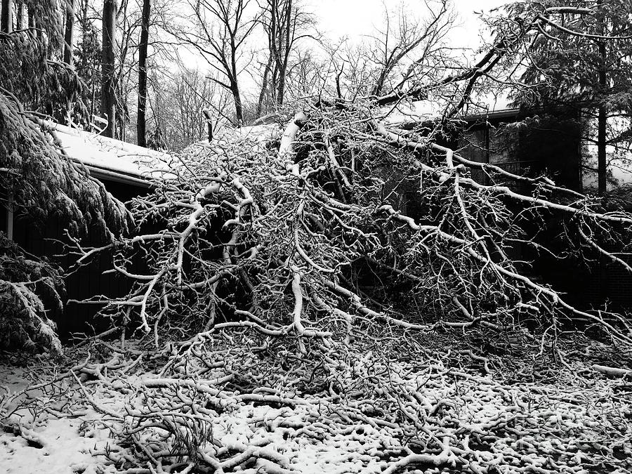 Tree Tragedy Photograph by Debbie Wagner - Fine Art America