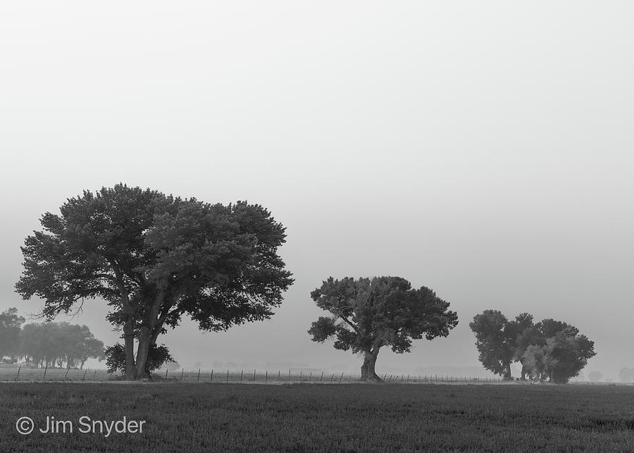 Tree Trio in Smoke Photograph by Jim Snyder