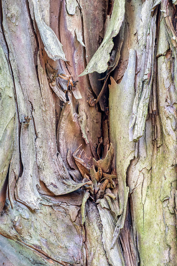 Tree Trunk Abstract Photograph by Gary Slawsky