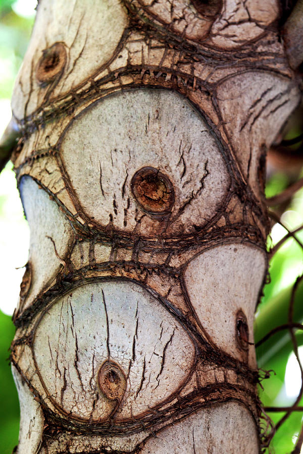 Tree Trunk Abstract Photograph by Her Arts Desire