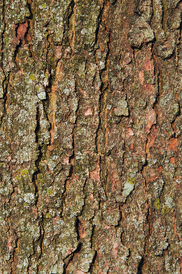 Tree trunk, bark greened with lichen Photograph by Jon Schulte