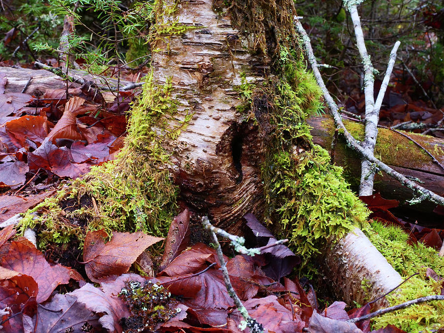Tree trunk covered in moss. Photograph by Rob Huntley