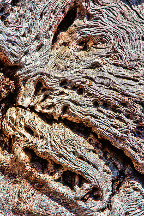 Tree Trunk Detail Abstract Photograph by Sharon McConnell