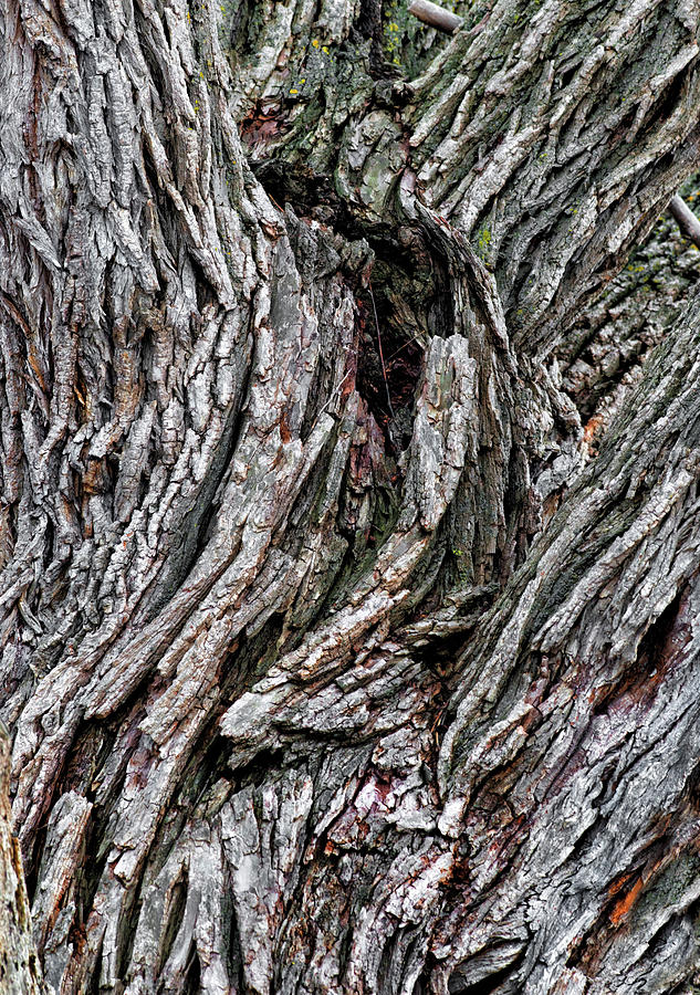 Tree Trunk - Eaton Rapids, Michigan USA - Photograph by Edward Shotwell