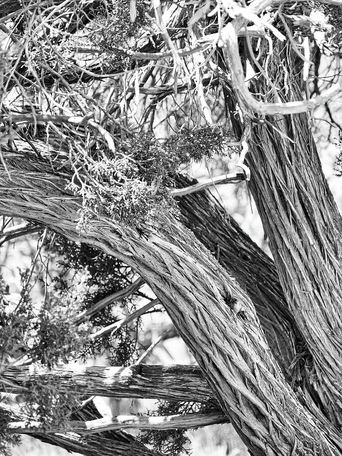 Tree trunk in black and white Photograph by Segura Shaw Photography
