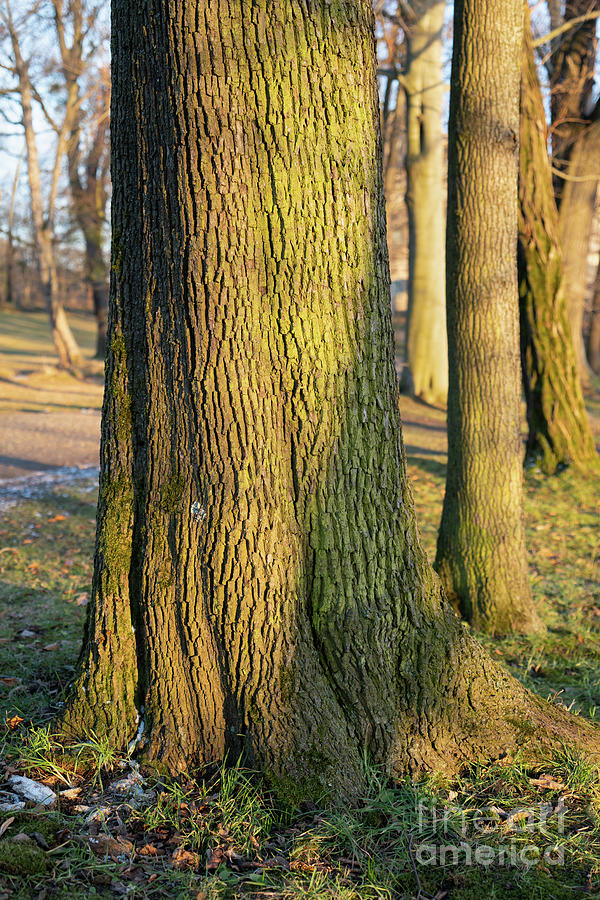 Tree trunk in the evening light 1 Photograph by Adriana Mueller
