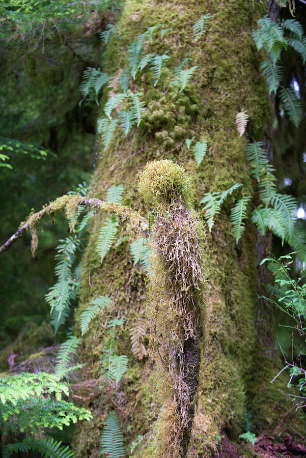 Tree Trunk Moss Photograph