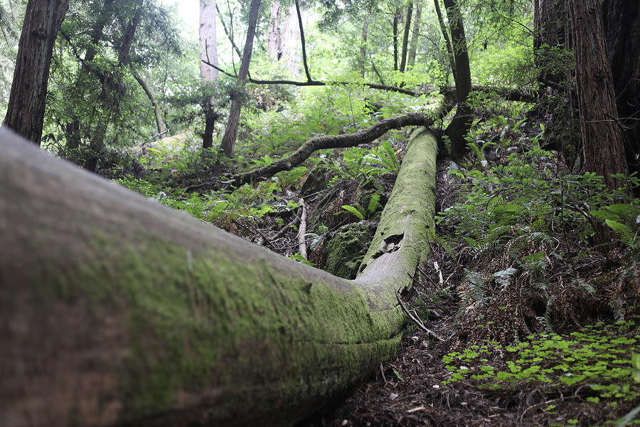 Tree Trunk on Forest Floor Photograph by Naomi Wittlin