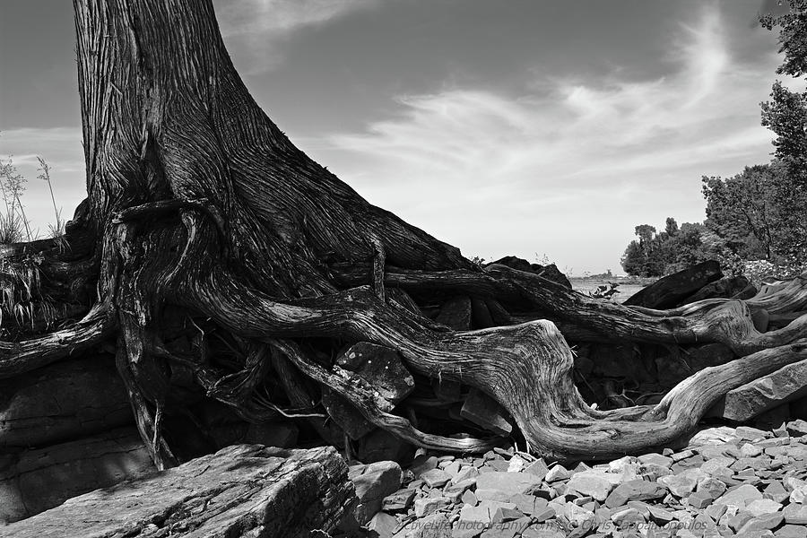 Tree Trunk on Lake Superior Shore Photograph by Chris Pappathopoulos