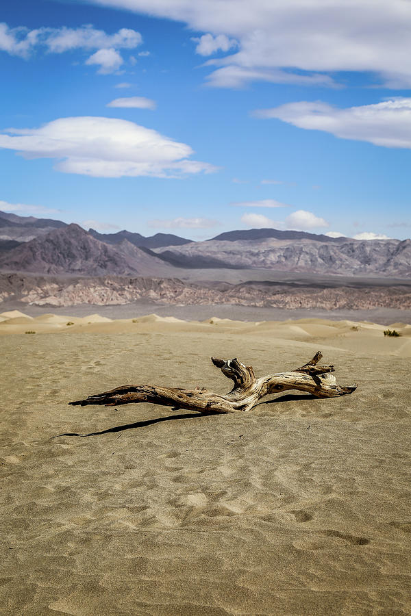 Tree Trunk On The Sand Photograph by Alberto Zanoni